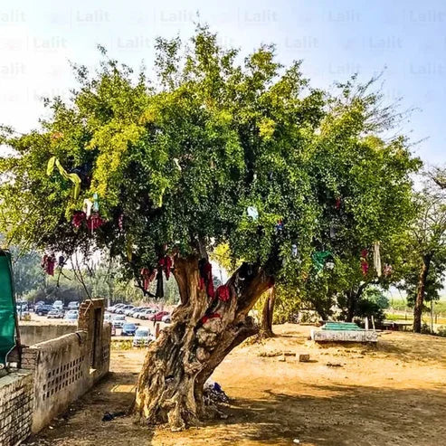 A mature Salvadora persica tree, the source of the siwak chewing stick.