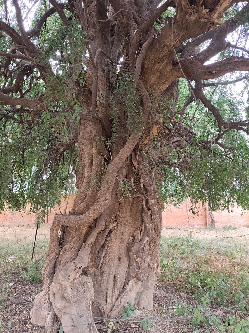 The gnarled trunk of a mature Salvadora persica tree , the wood the siwak is cut from.