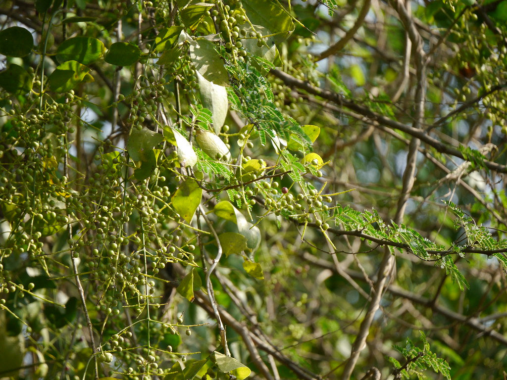 Close-up of Salvadora persica branches with berries , the source plant of the siwak.